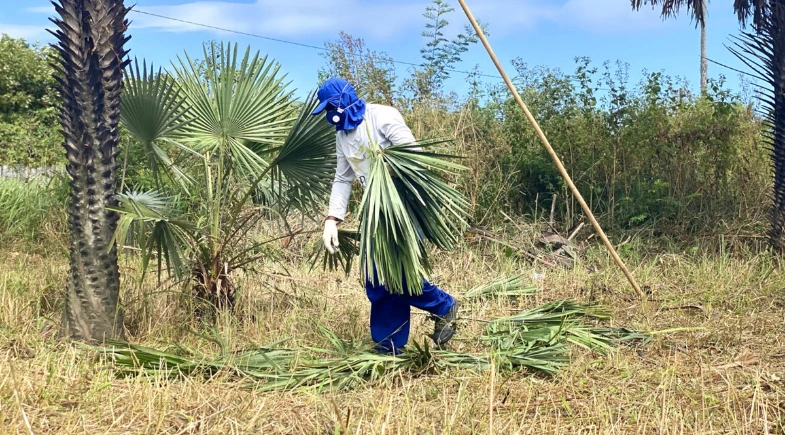 Piauí lidera produção de pó de carnaúba no Brasil, aponta IBGE